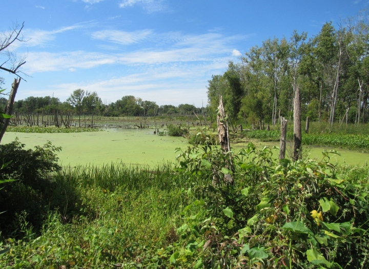 Herp Habitat